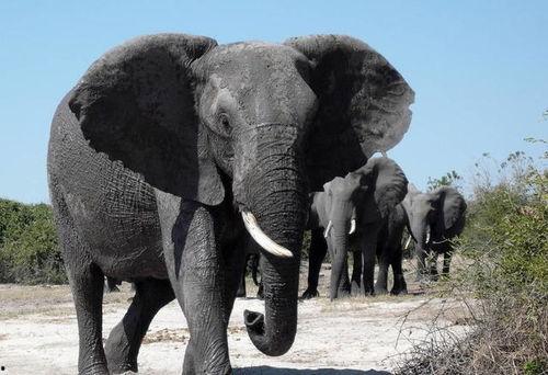 手机人和动物在线视频,人与自然的和谐共舞